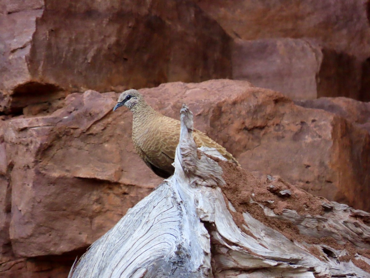 White-quilled Rock-Pigeon - ML646897191