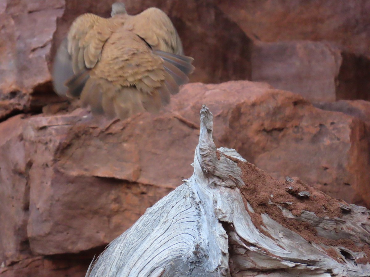 White-quilled Rock-Pigeon - ML646897192