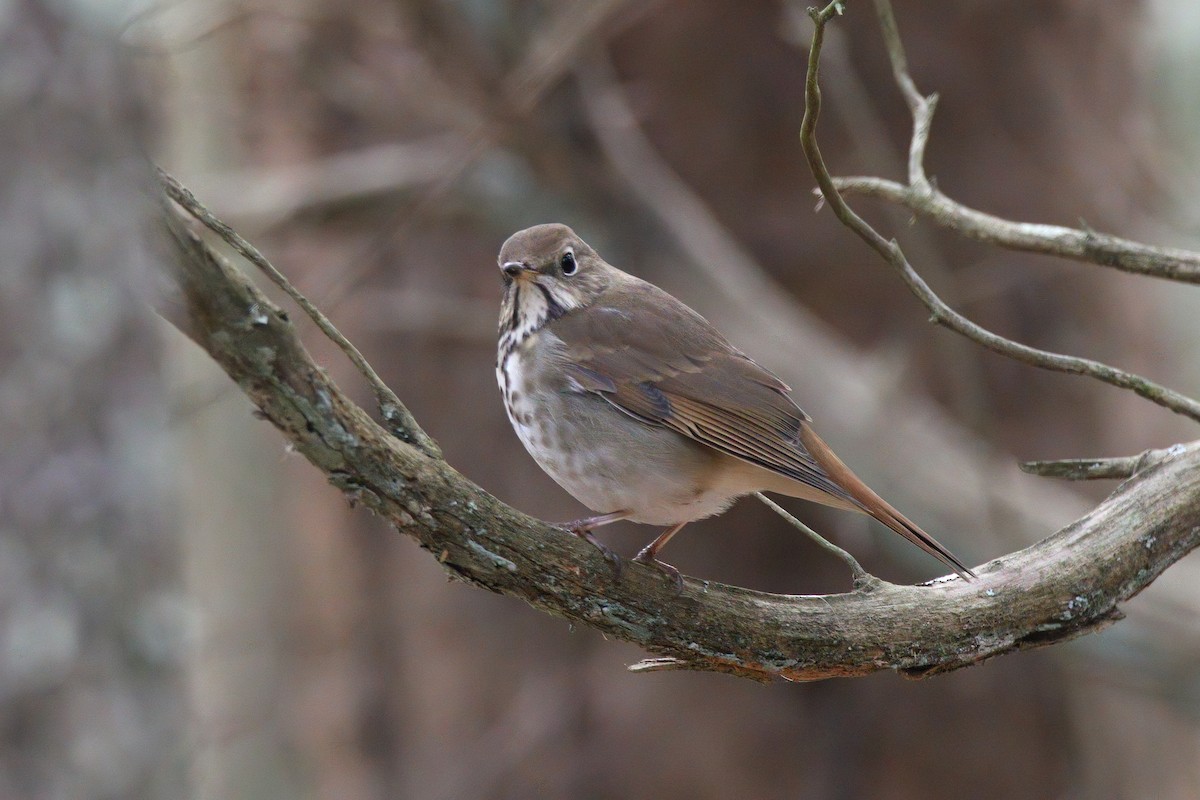 Hermit Thrush - ML646897194