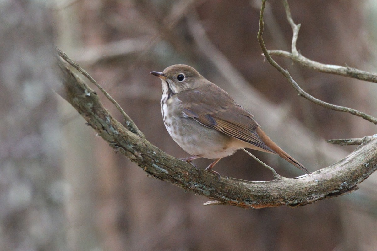 Hermit Thrush - ML646897195