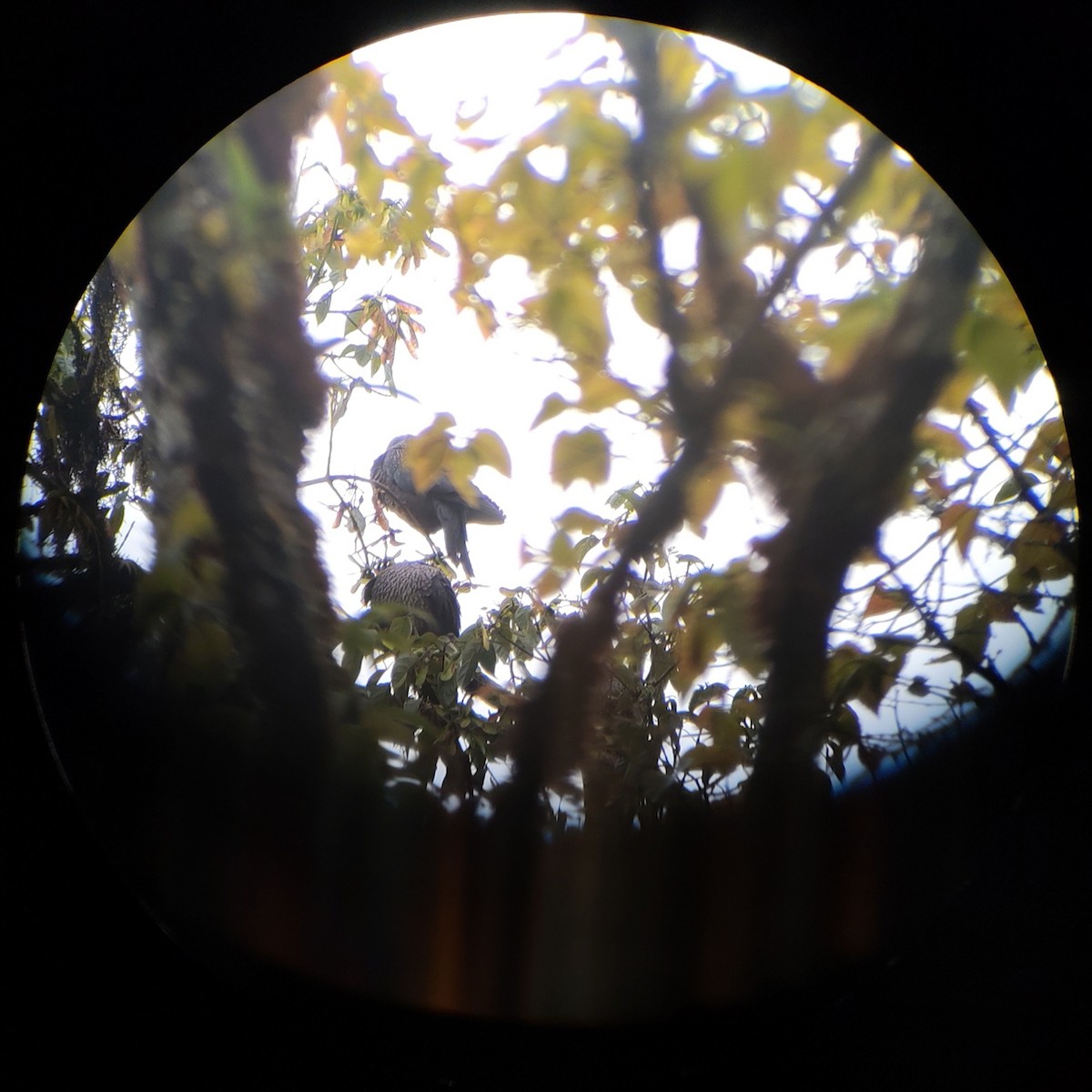 Speckled Wood-Pigeon - ML646897196