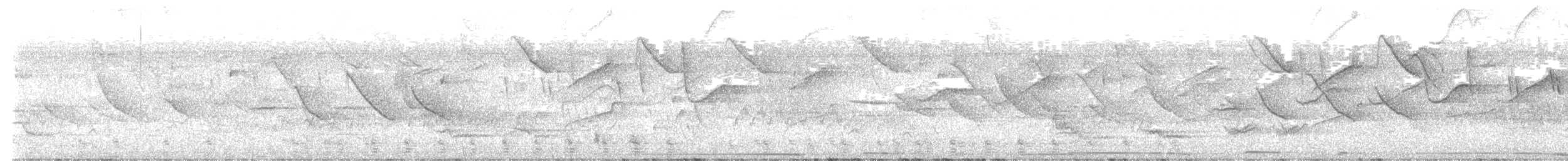 stripesvartspett - ML646897197