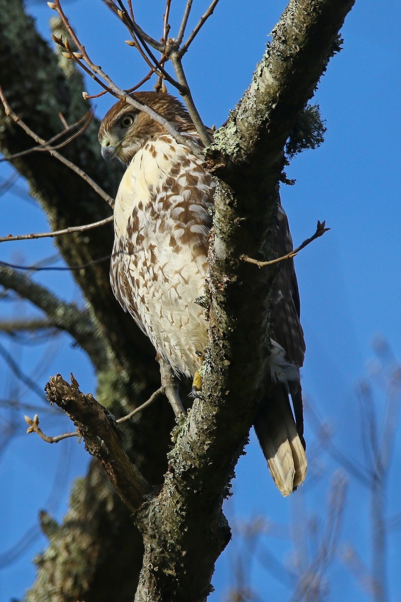 Red-tailed Hawk - ML646897201