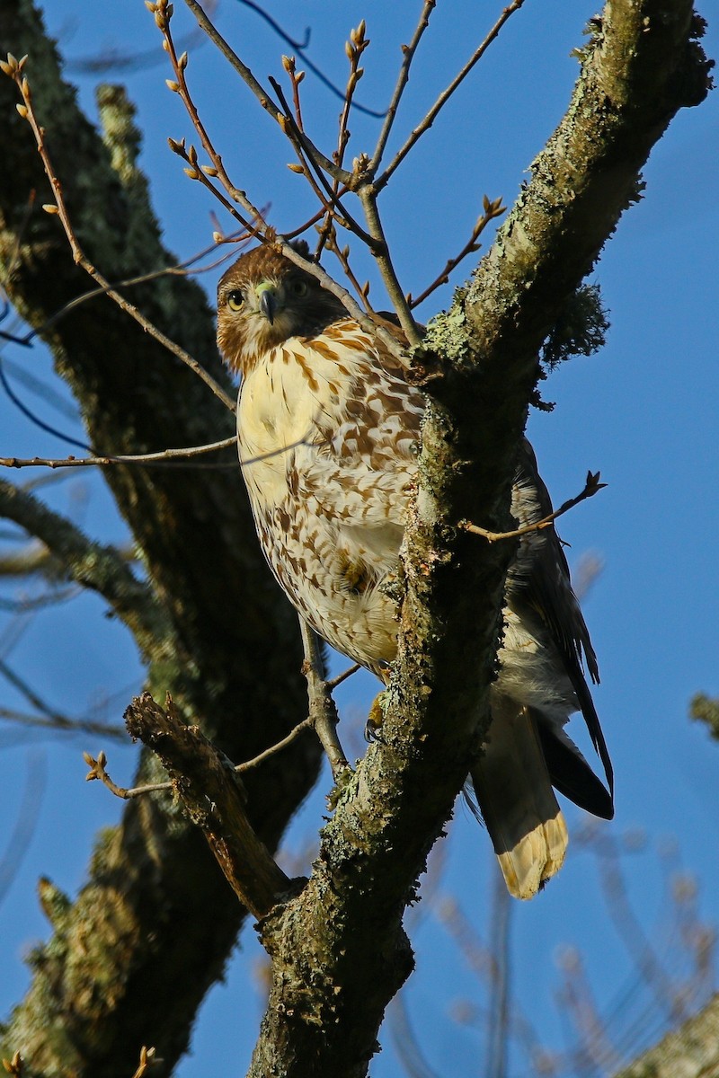Red-tailed Hawk - ML646897202