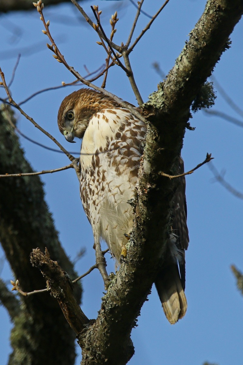 Red-tailed Hawk - ML646897203