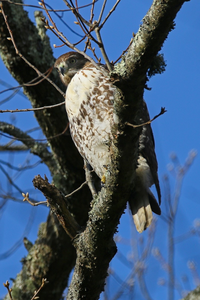 Red-tailed Hawk - ML646897204