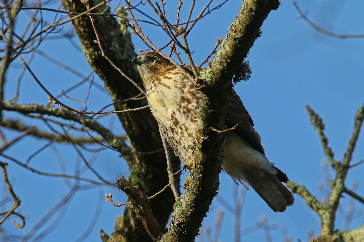 Red-tailed Hawk - ML646897205