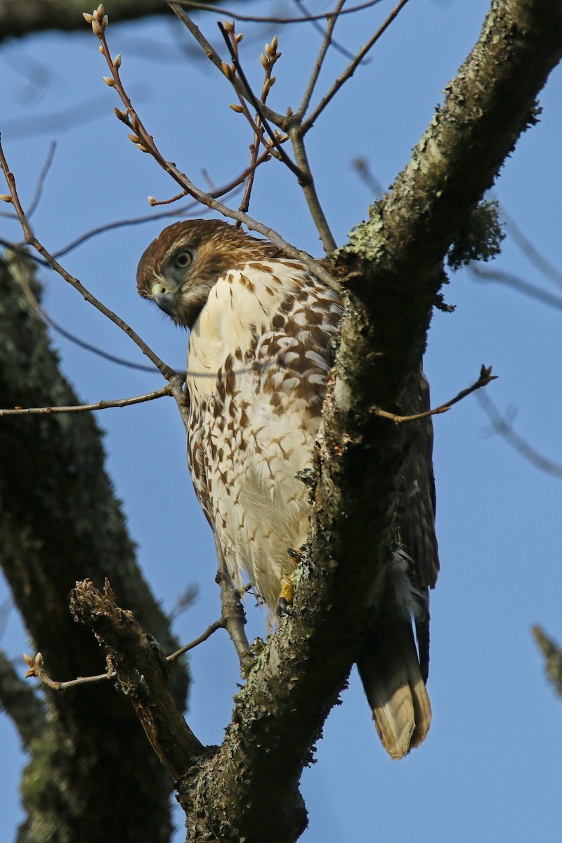 Red-tailed Hawk - ML646897206