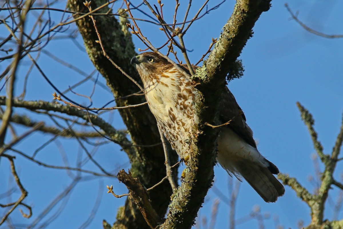 Red-tailed Hawk - ML646897207