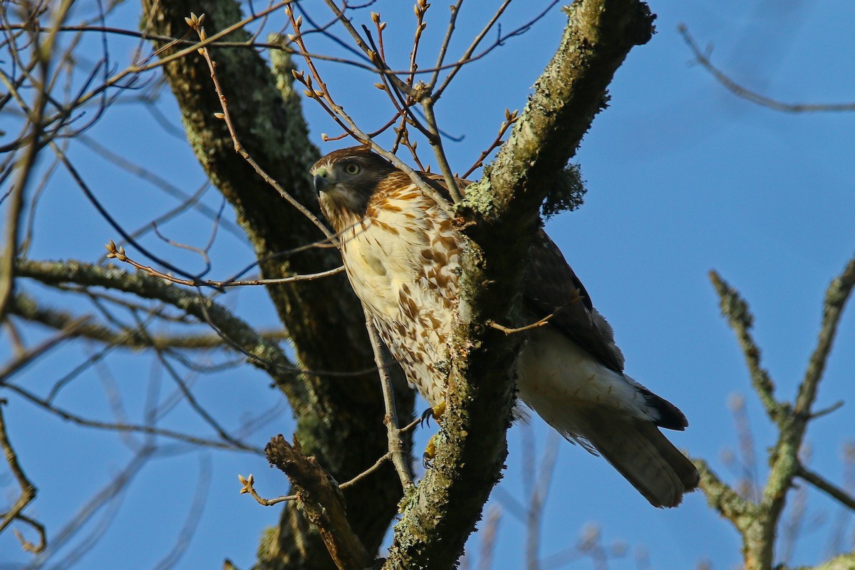 Red-tailed Hawk - ML646897208