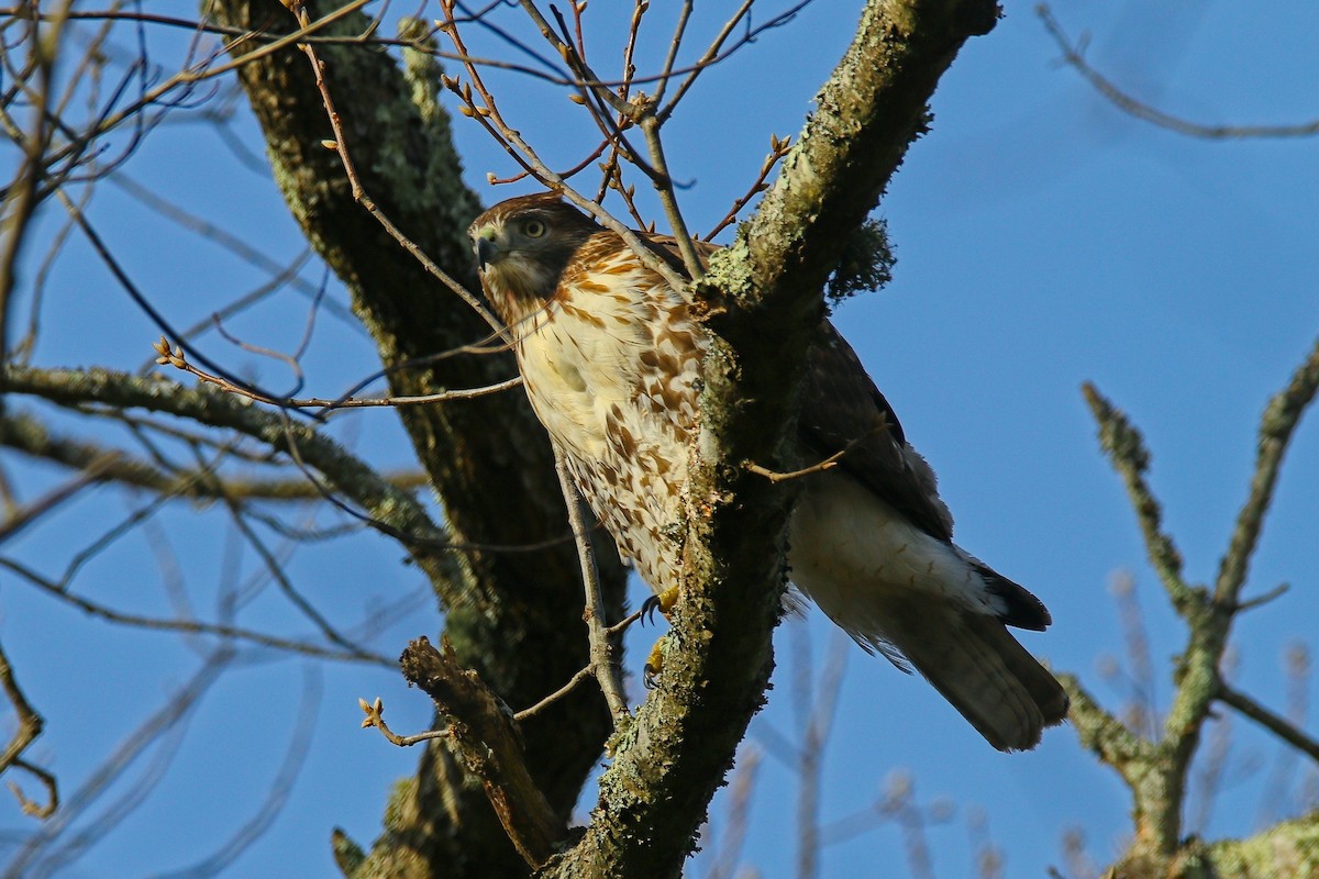 Red-tailed Hawk - ML646897209