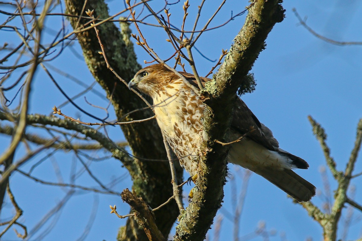 Red-tailed Hawk - ML646897210