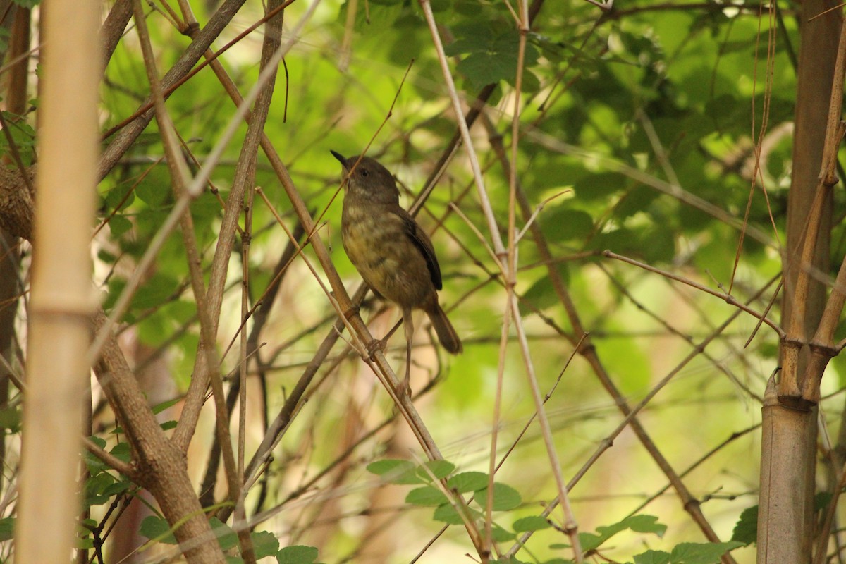 White-browed Scrubwren - ML646897211