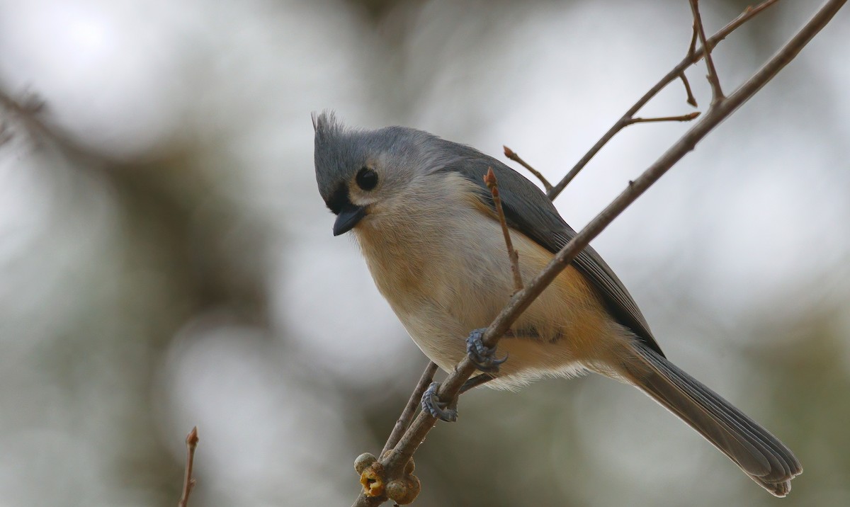 Tufted Titmouse - ML646897217