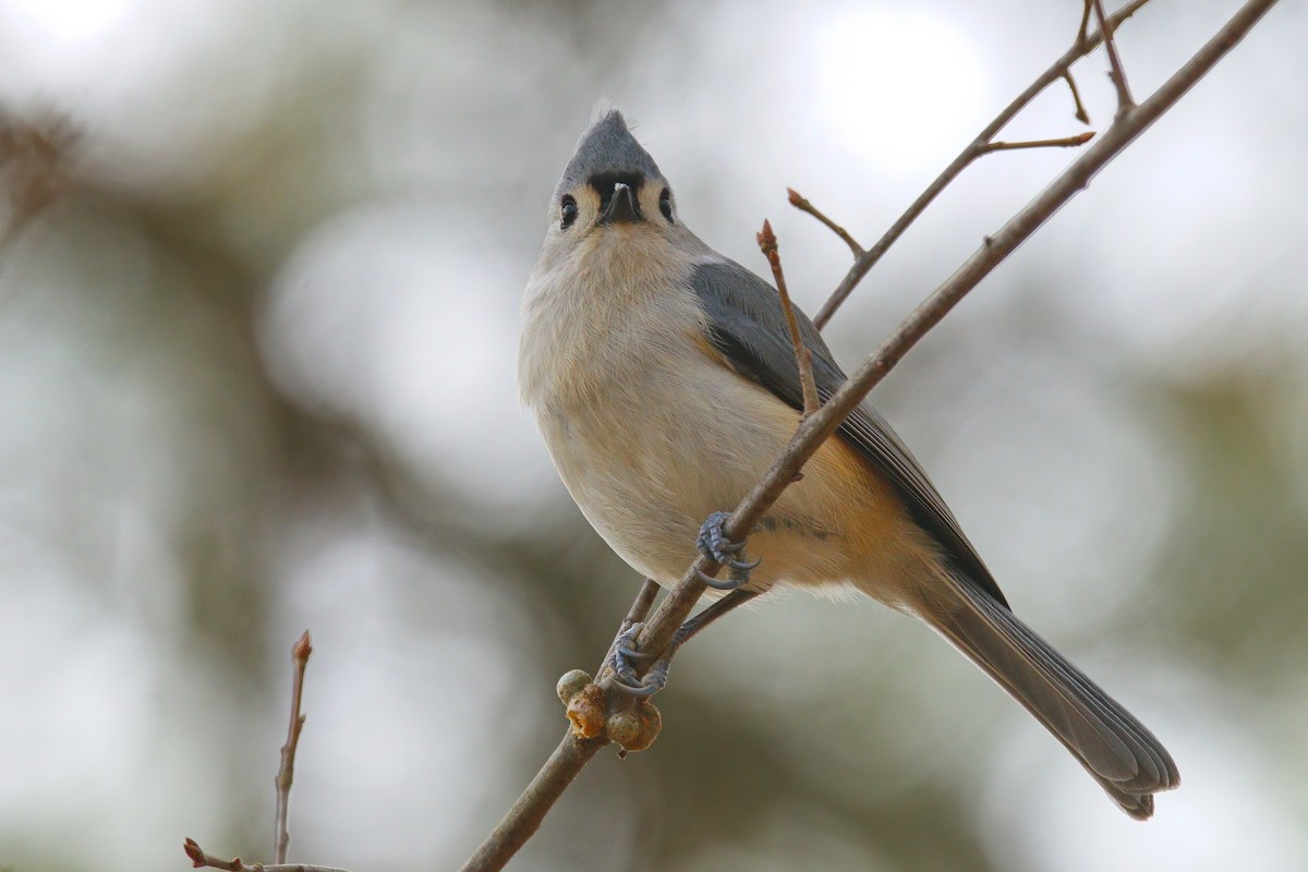 Tufted Titmouse - ML646897218