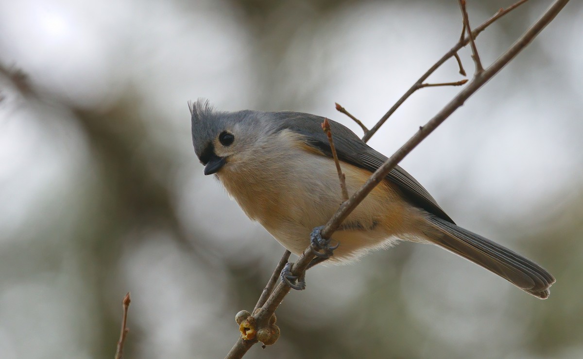 Tufted Titmouse - ML646897219