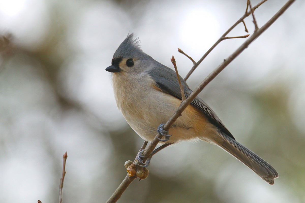 Tufted Titmouse - ML646897220