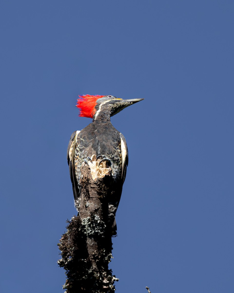 stripesvartspett - ML646897224