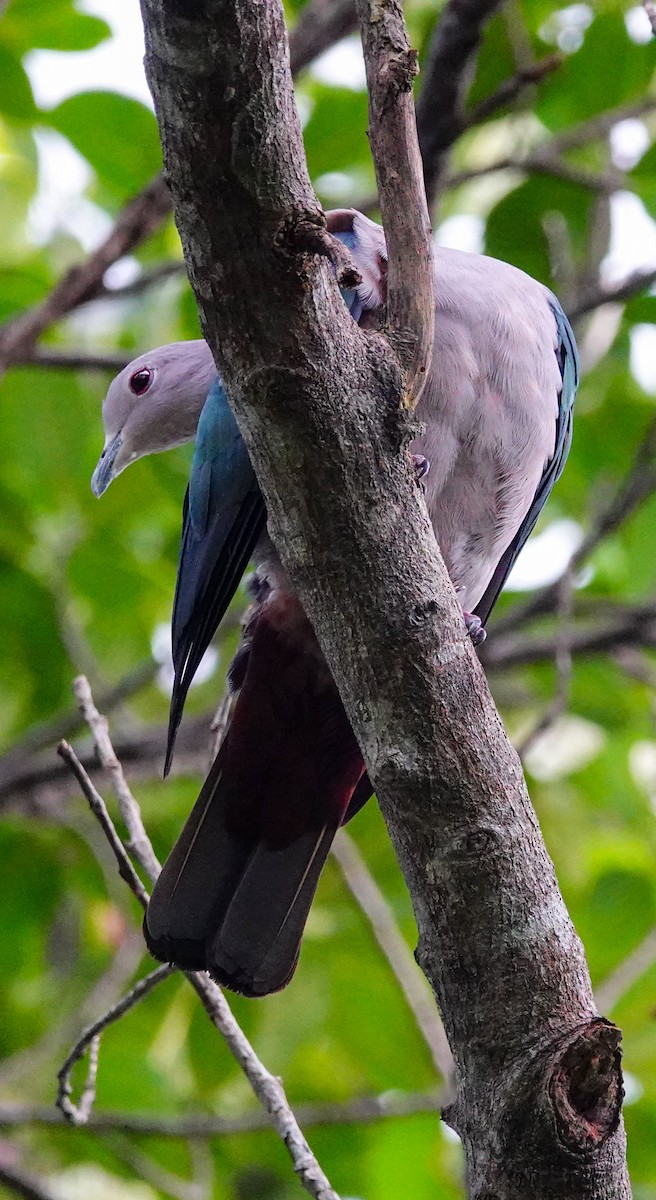 holub kovový - ML646897237