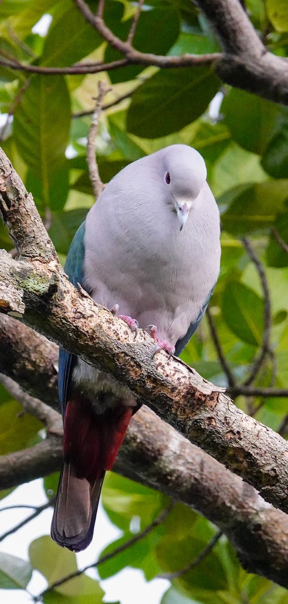 holub kovový - ML646897238