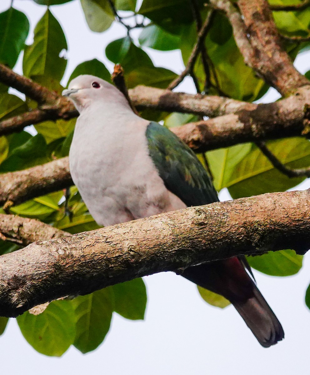 holub kovový - ML646897239