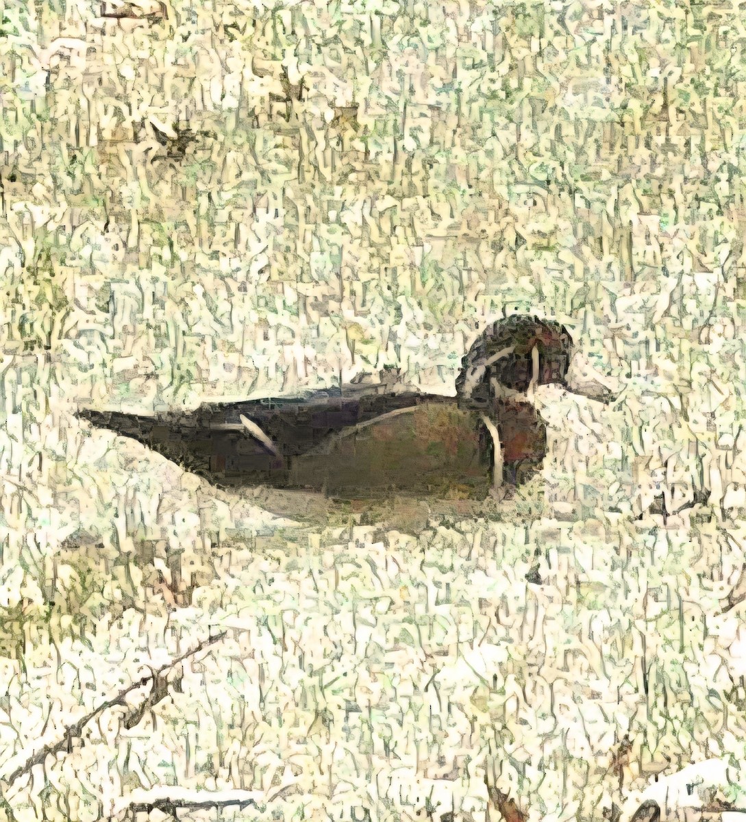Wood Duck - ML646897242