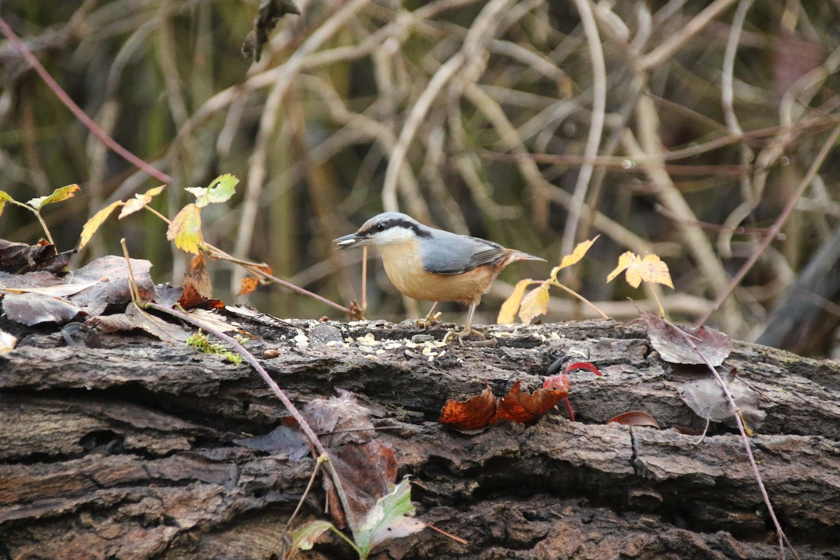Garrapo eurasiarra - ML646897248