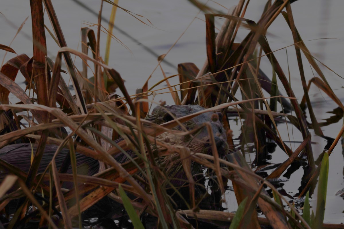 Eurasian Otter - ML646897253