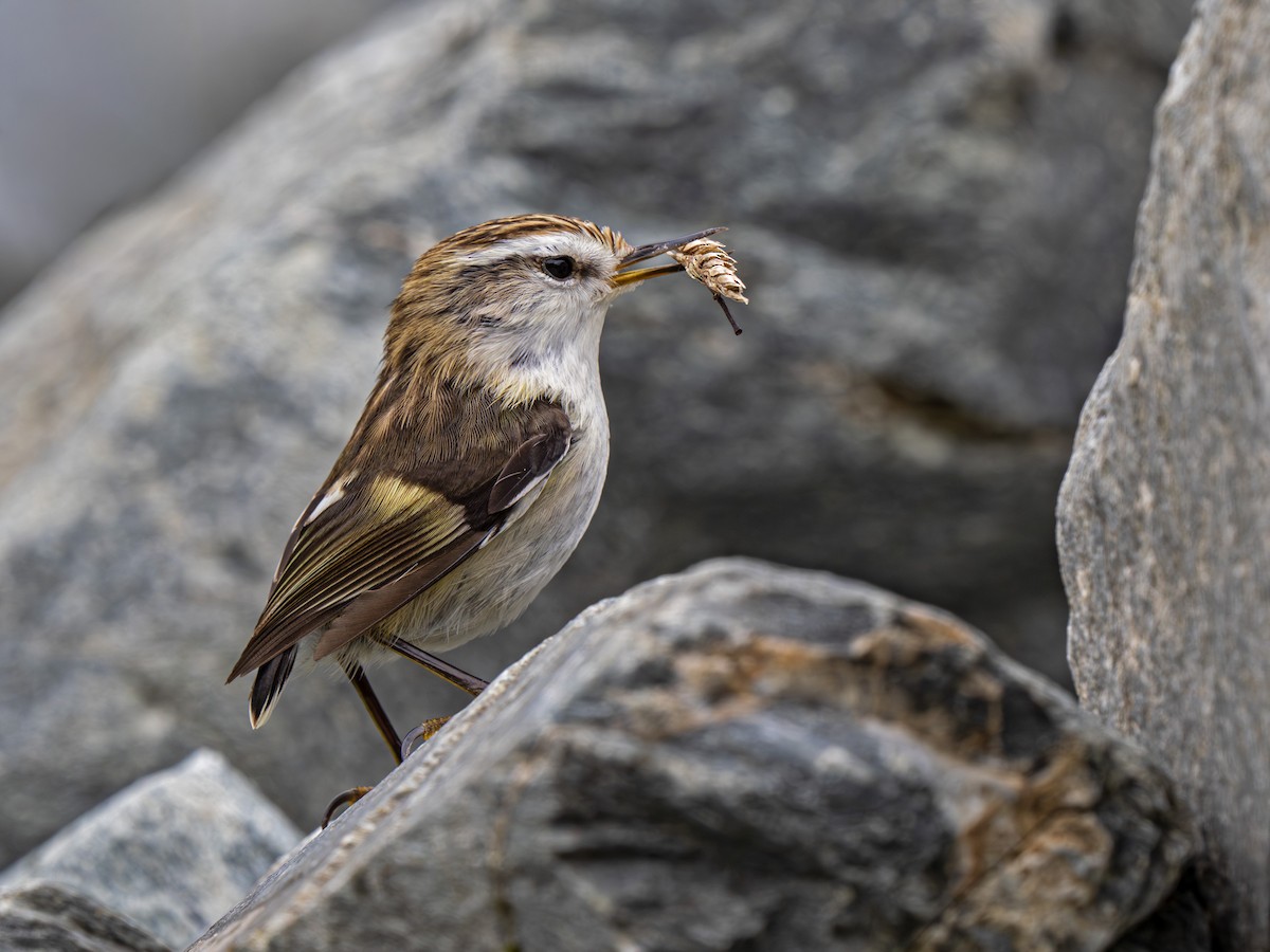 Стрілець - ML646897257