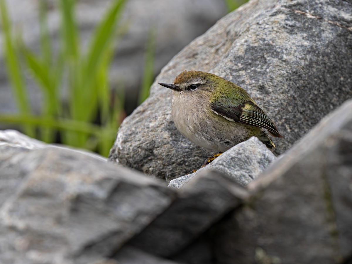 Стрілець - ML646897258