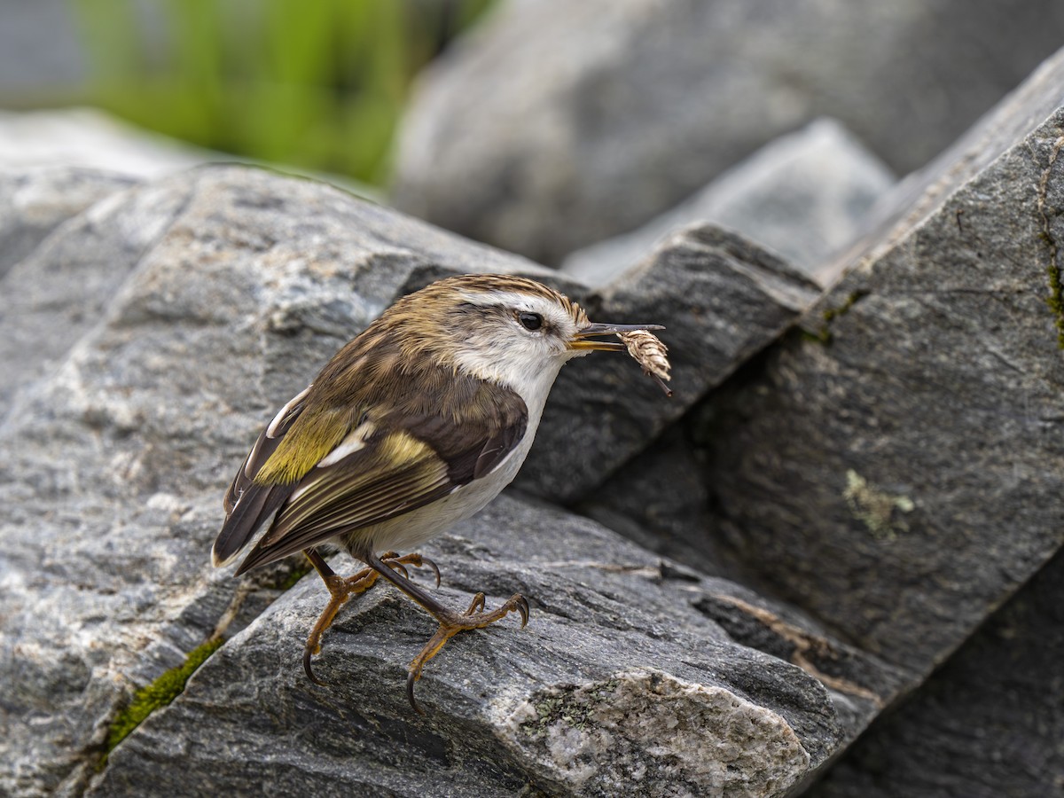 Стрілець - ML646897259