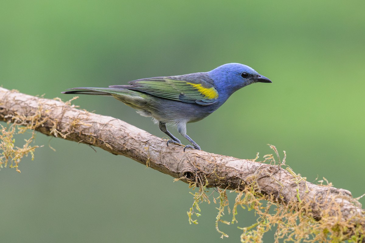 epålettanagar - ML646897274