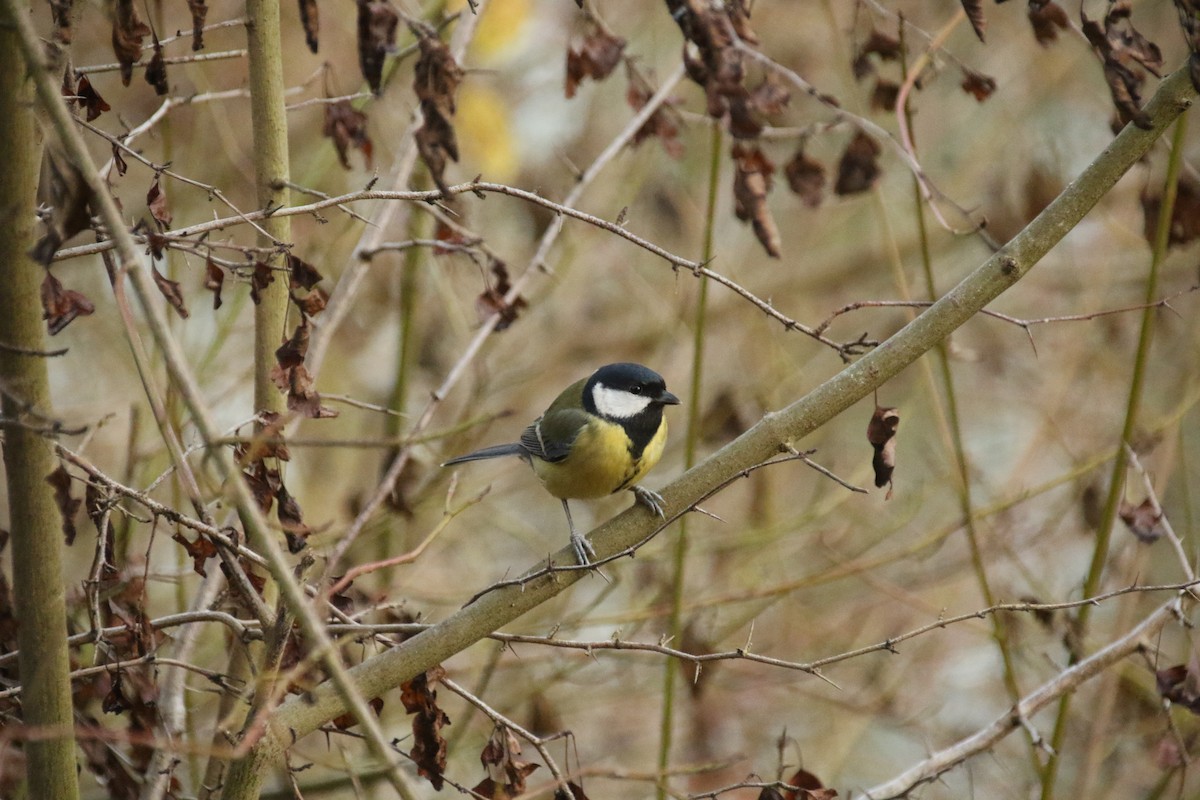 Great Tit - ML646897278