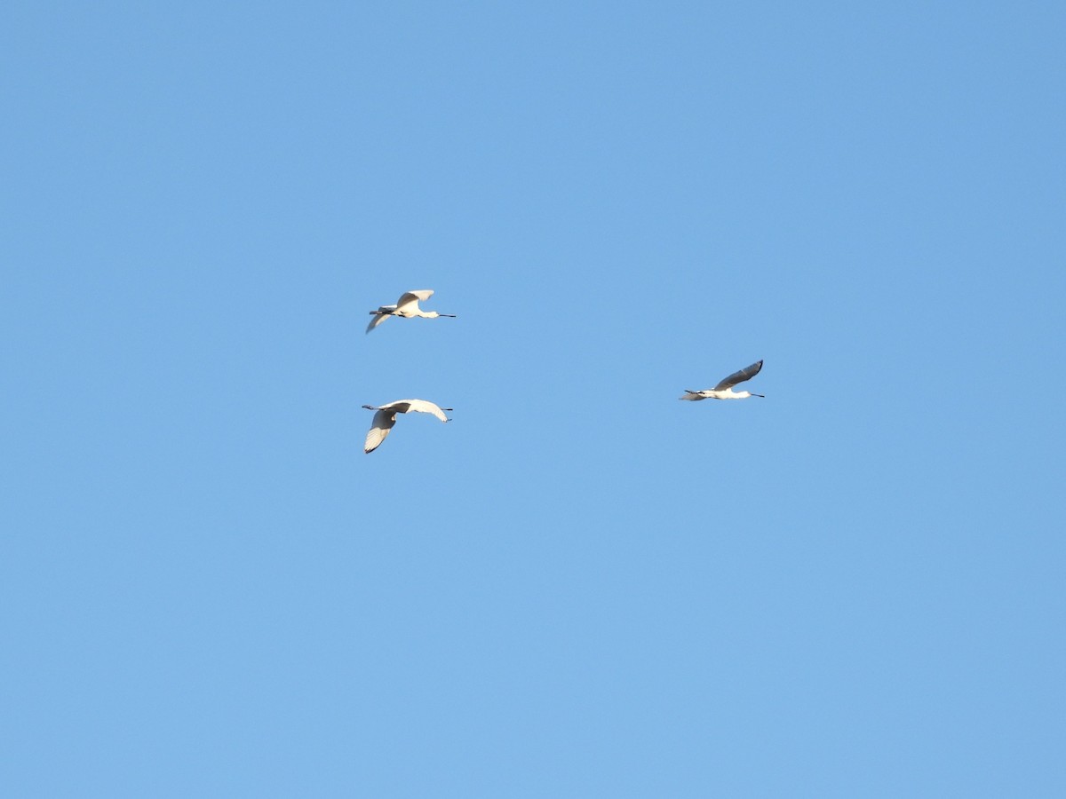 Eurasian Spoonbill - ML646897280