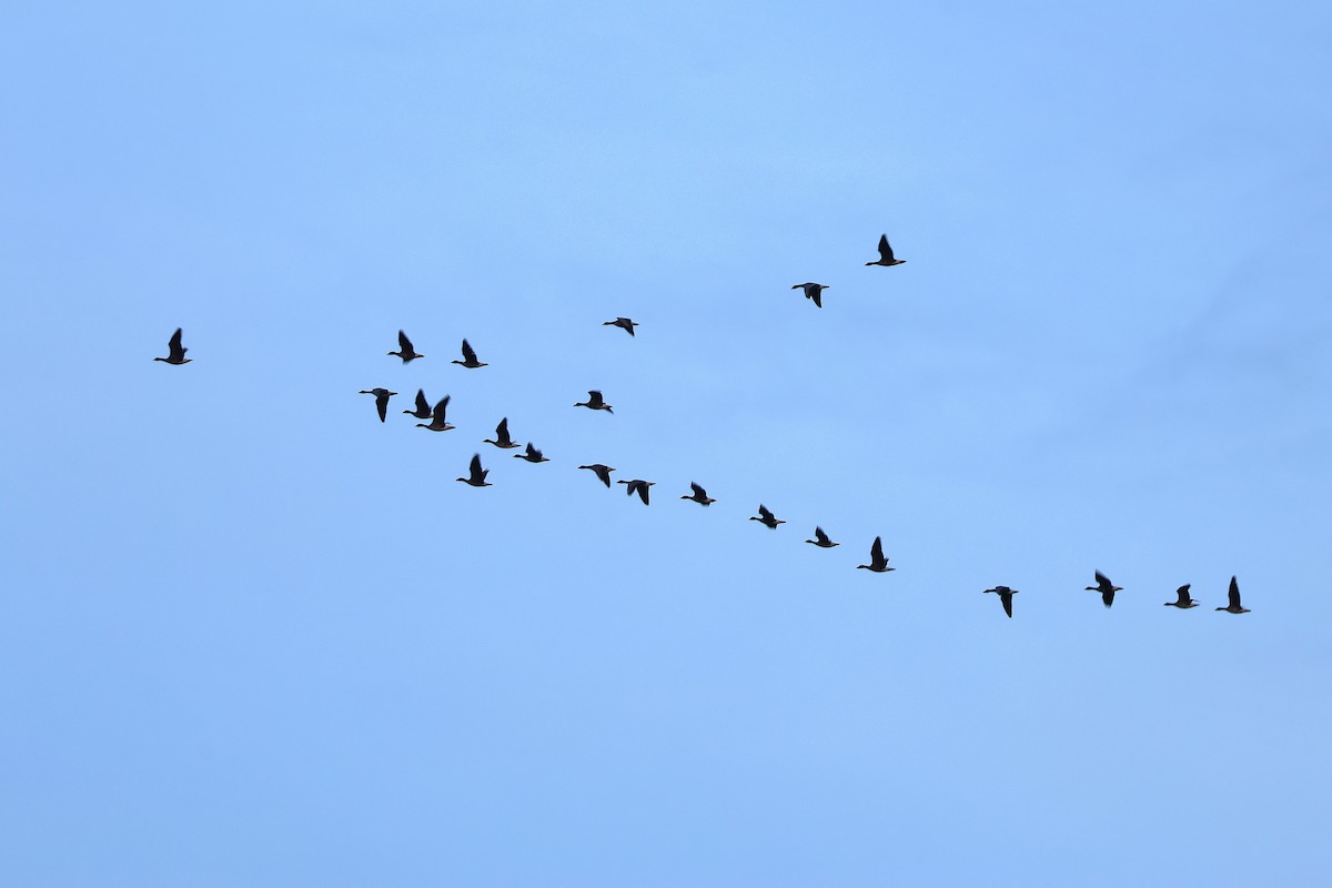 Greater White-fronted Goose - ML646897281