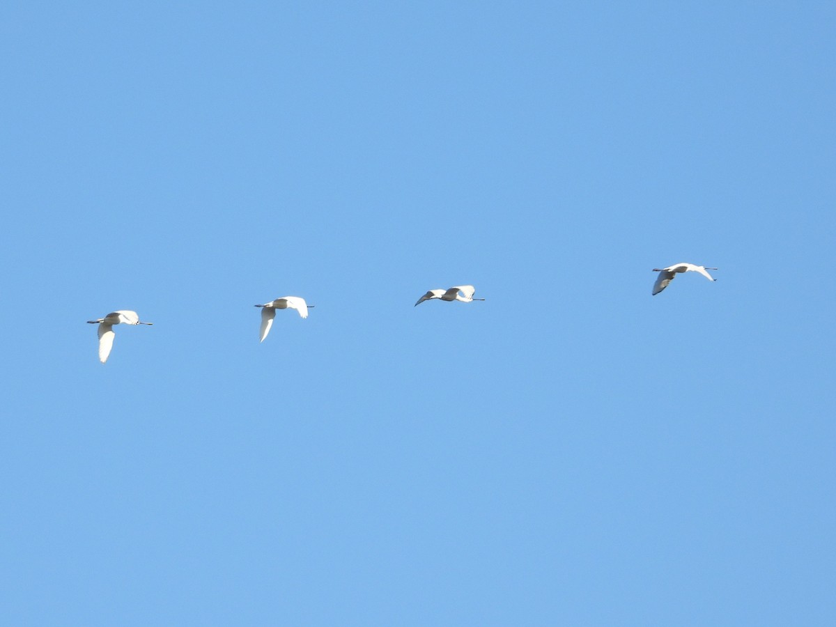 Eurasian Spoonbill - ML646897282