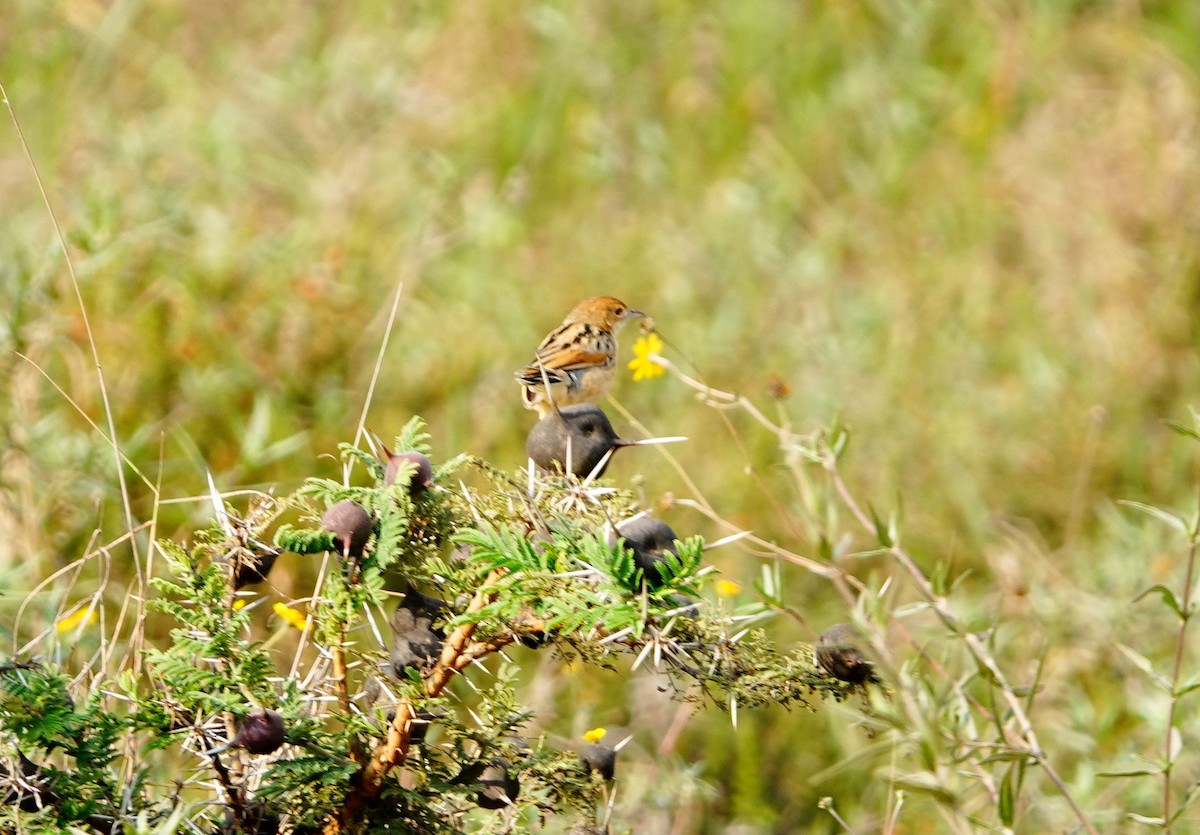 Winding Cisticola - ML646897283