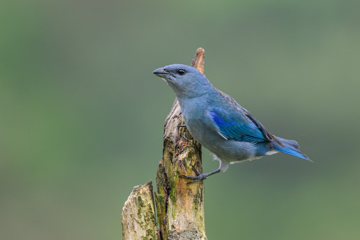 cyantanagar - ML646897284