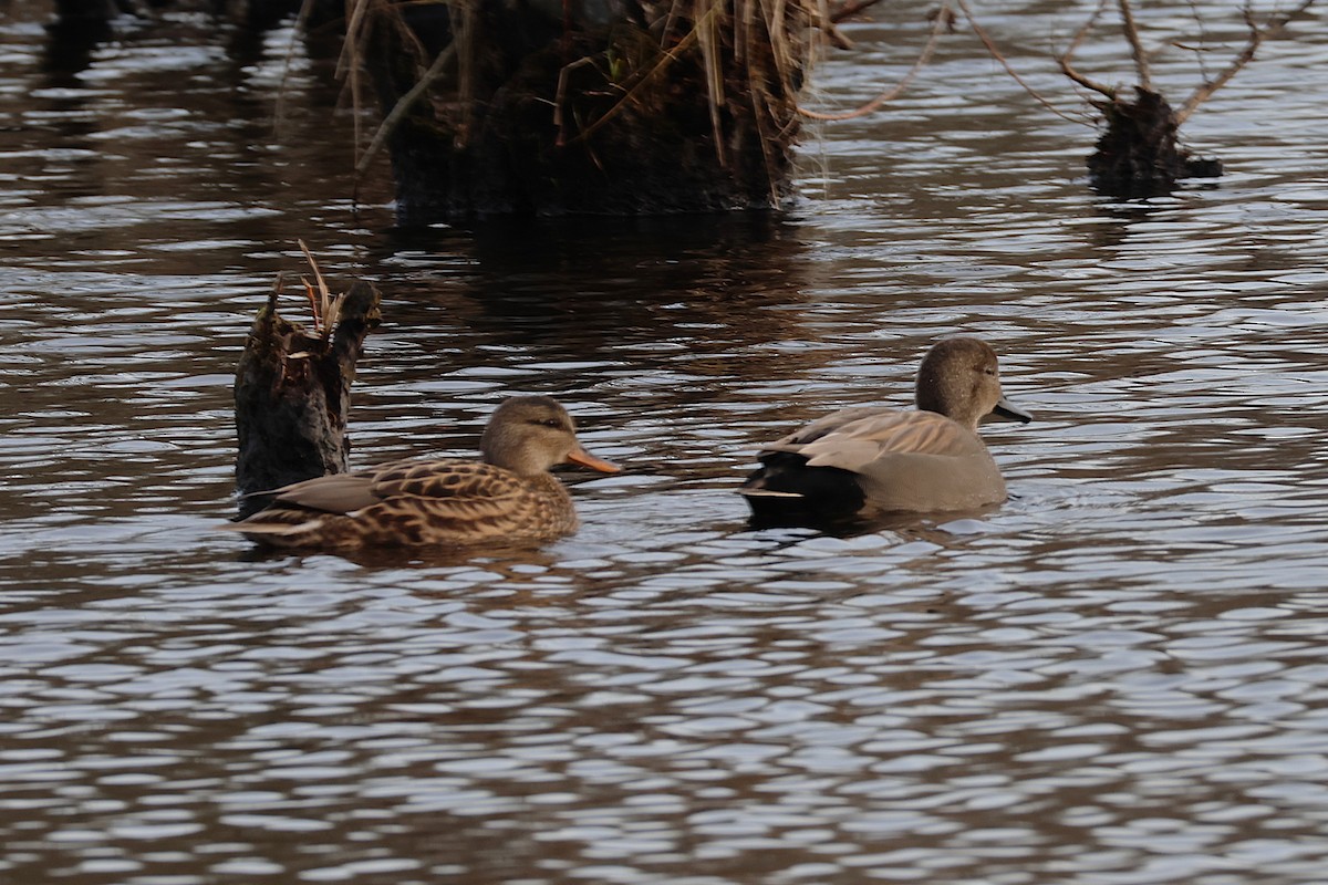 Gadwall - ML646897287