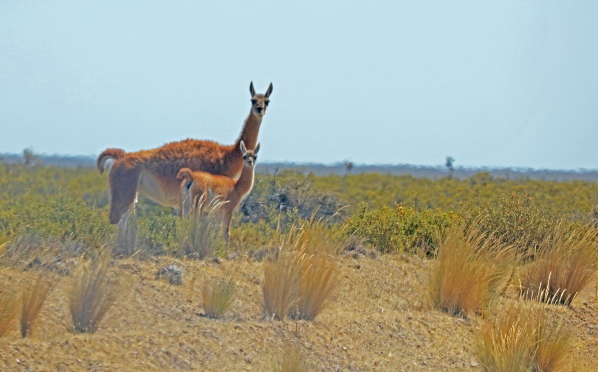 Guanaco - ML646897290