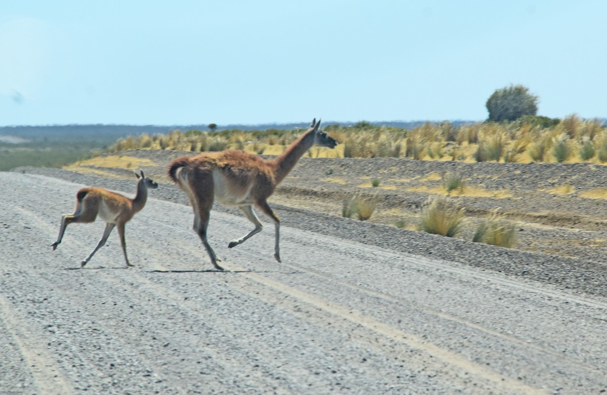 Guanaco - ML646897291
