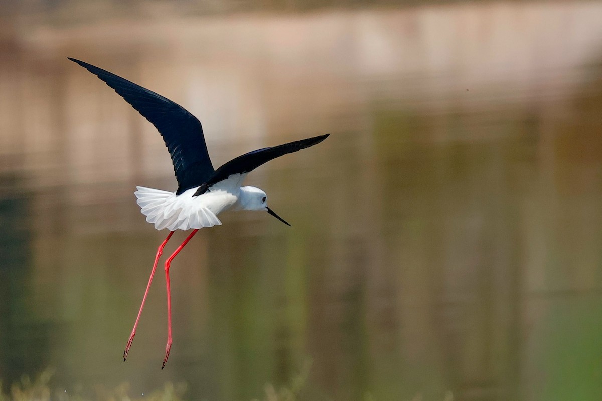 高蹺鴴 - ML646897294