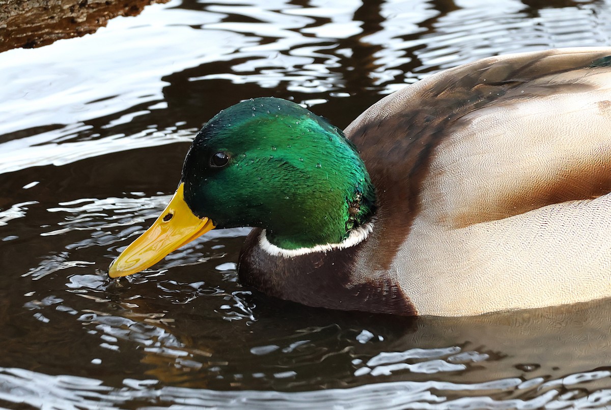 Mallard - ML646897295