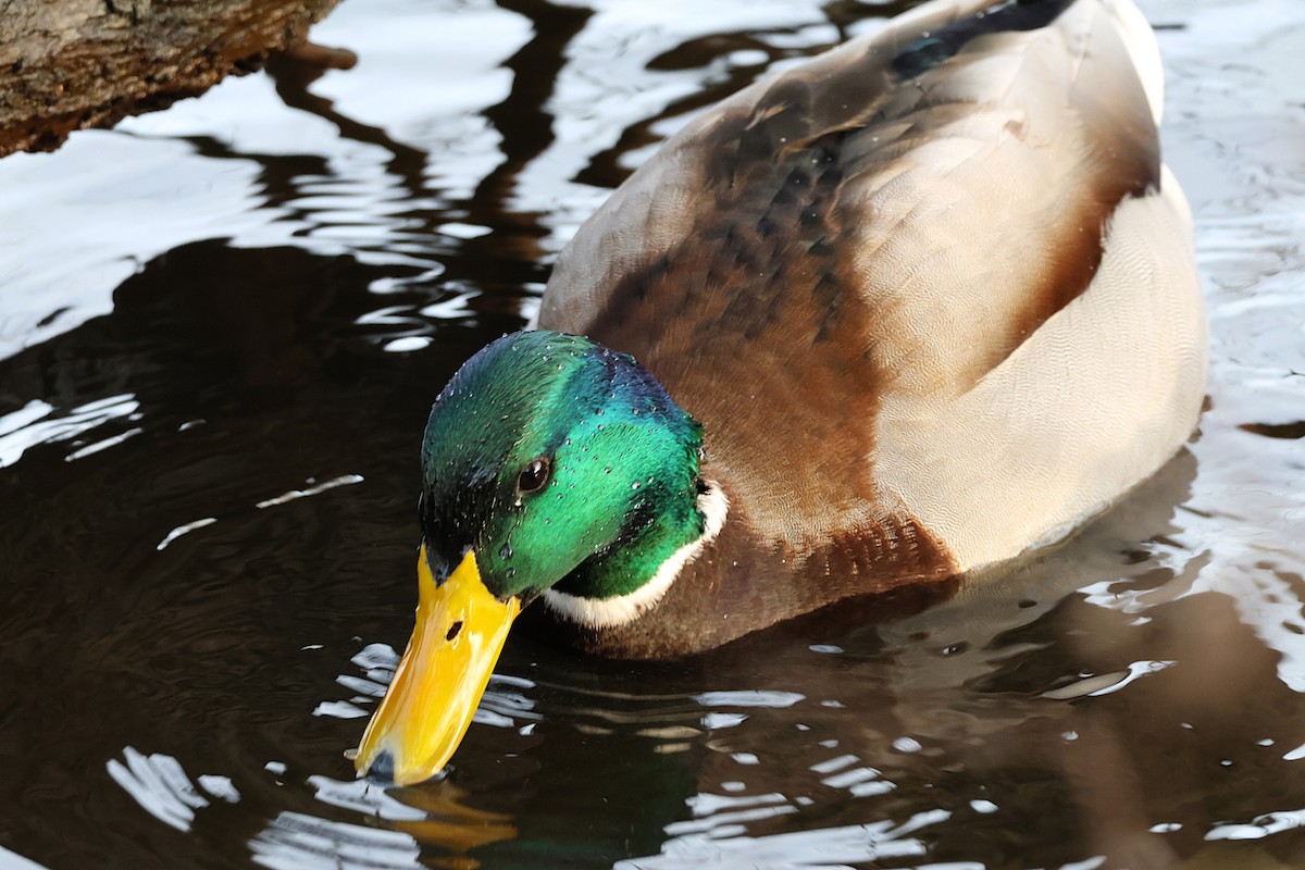 Mallard - ML646897299