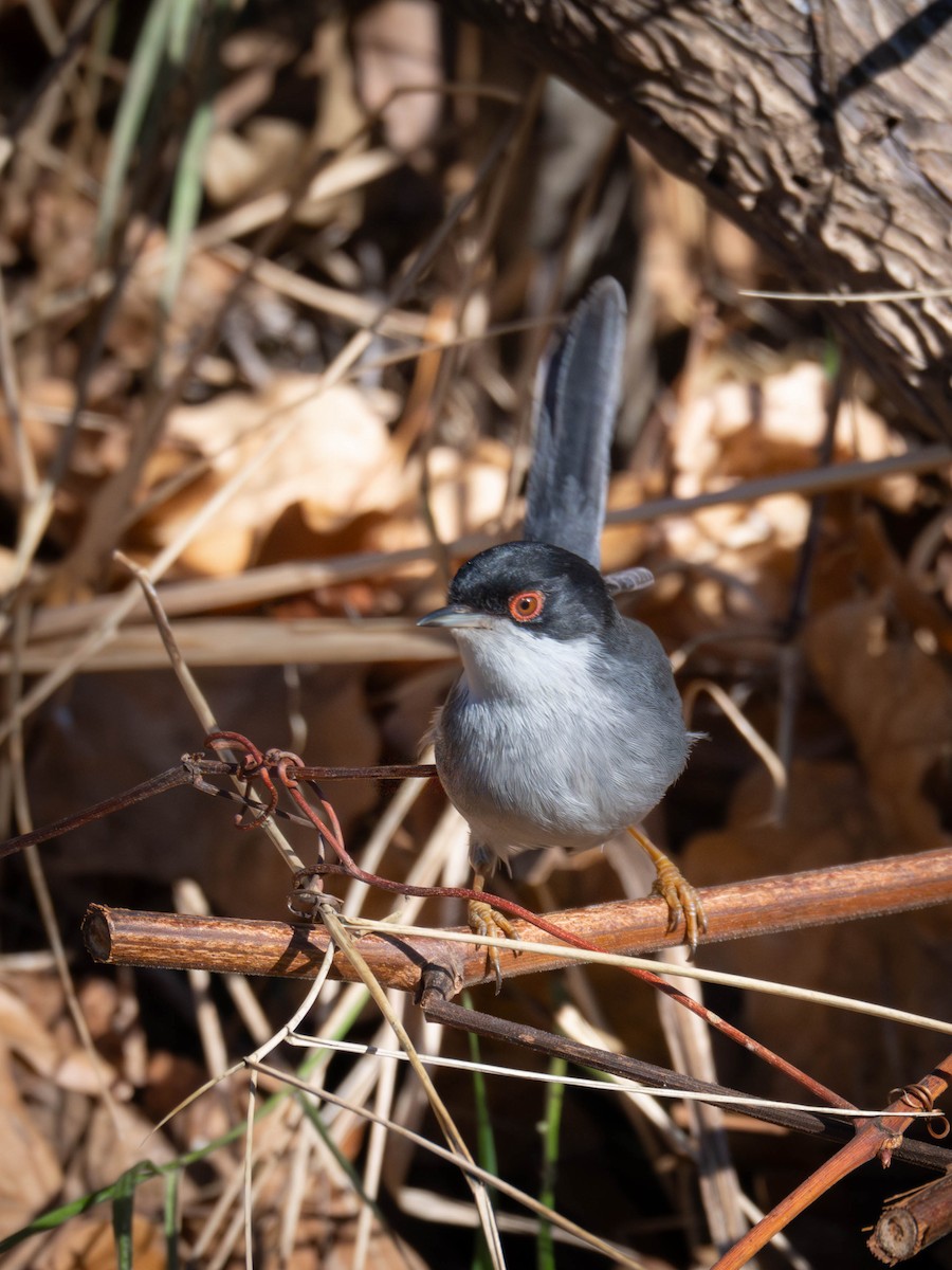 Fauvette mélanocéphale - ML646897300