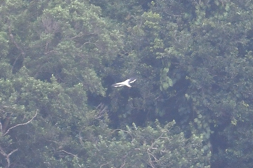 Белая агуйла - ML646897301