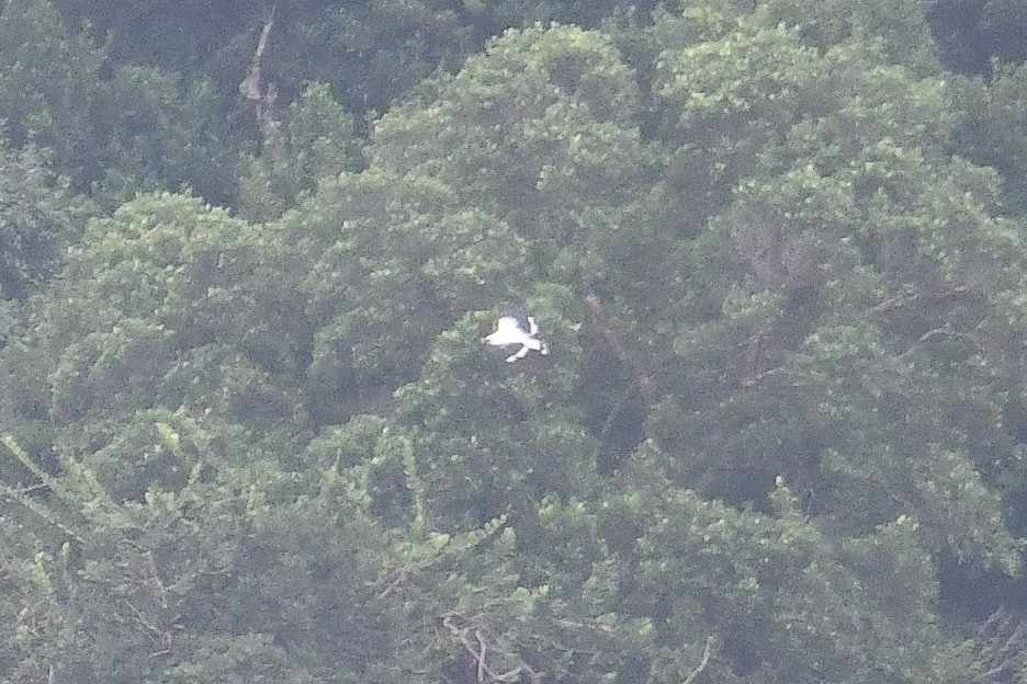 Белая агуйла - ML646897302