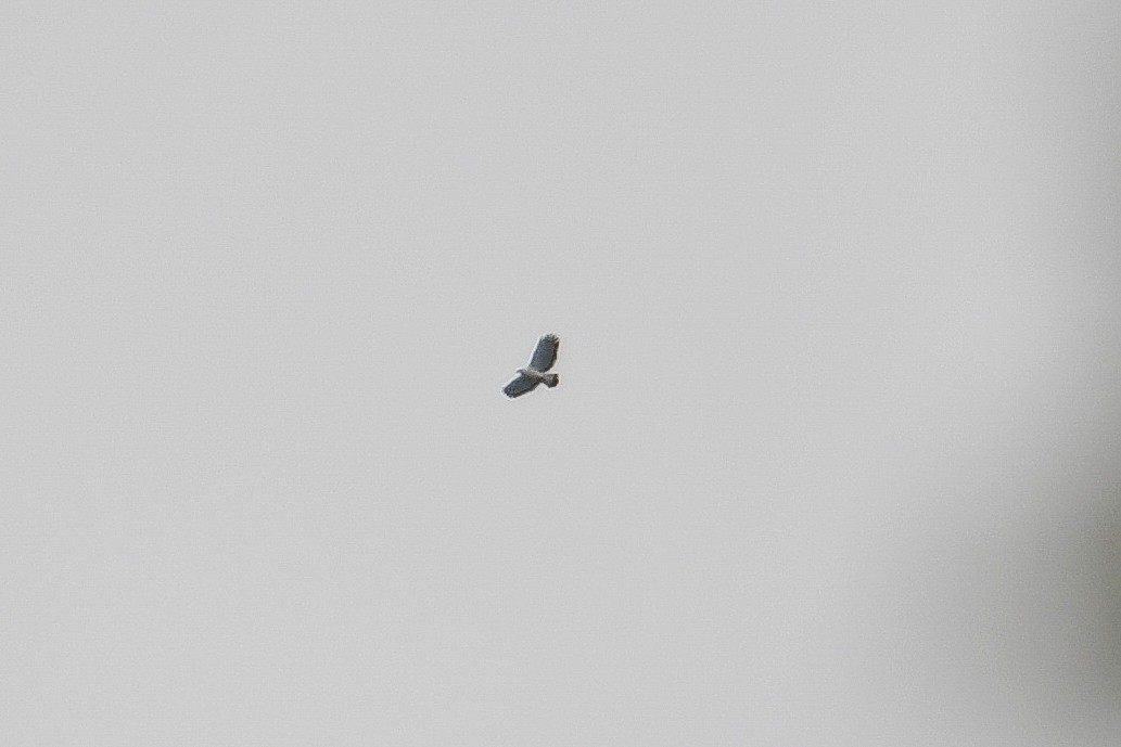 Белая агуйла - ML646897303