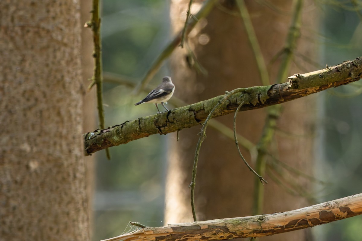 European Pied Flycatcher - ML646897305