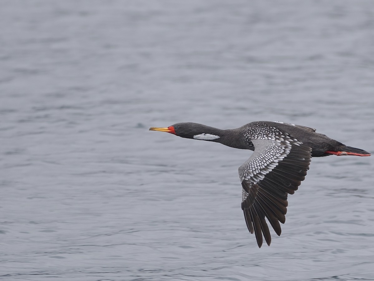 kormorán rudonohý - ML646897312